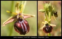 Ophrys-mammosa2